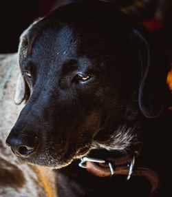 Close-up portrait of dog