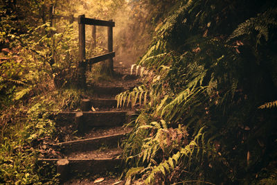 Empty staircase in forest