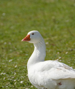 Close-up of bird