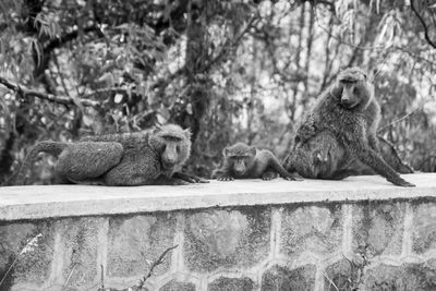Two cats sitting on tree