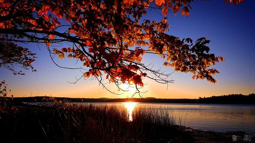 Silhouette tree by lake against clear sky at sunset