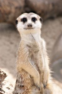 Close-up portrait of meerkat