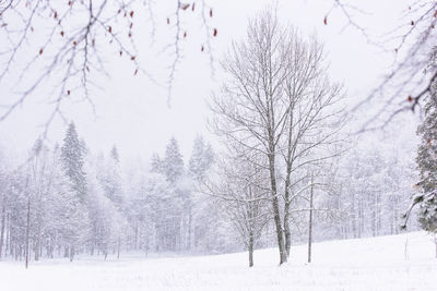 Bare trees on snow covered landscape