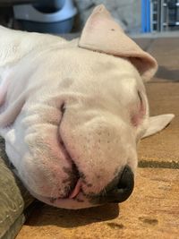 Close-up of dog sleeping