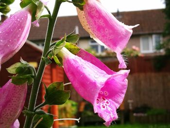 Close-up of pink flowers