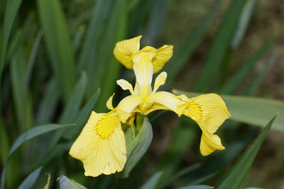 Close-up of yellow flowering plant