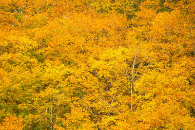Yellow flowering trees in forest during autumn