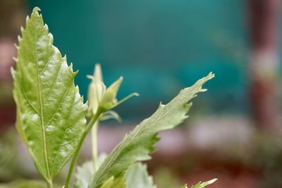 Close-up of green leaves on plant