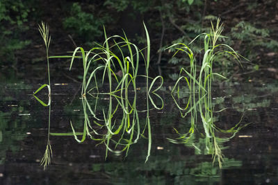 Close-up of plants growing on land