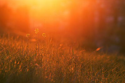 Sunset. grass and flowers in bright warm rear light . copy space. spring, may