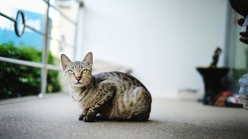 Portrait of a cat sitting on floor