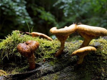 Close-up of mushrooms growing on tree