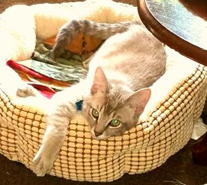 High angle portrait of cat relaxing on floor