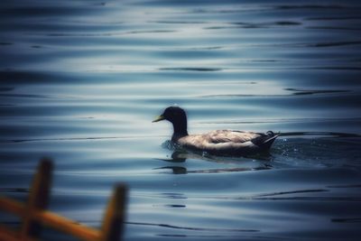 Duck swimming in lake