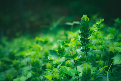 Close-up of green leaves