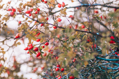 Low angle view of cherry tree