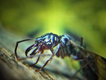 Close-up of spider