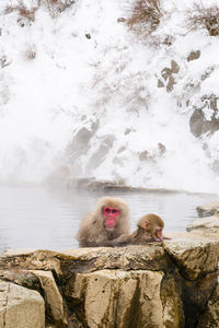 Snow monkeys sitting in the hot springs