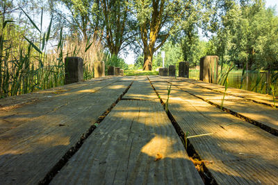 Surface level of footpath amidst trees in forest