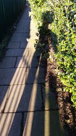 High angle view of shadow on ground