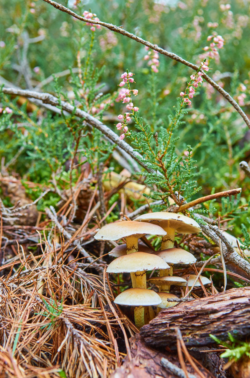 CLOSE-UP OF MUSHROOMS GROWING ON FIELD IN FOREST