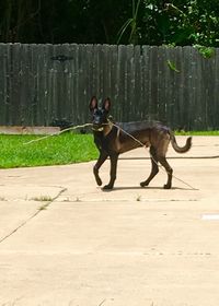 Dog running on footpath