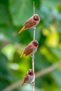 Birds perching on twig