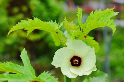 Big closeup flower of okra in the planting field