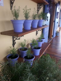 Potted plants in backyard