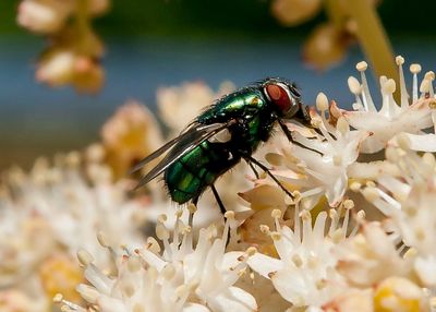 Close-up of insect on white flowers