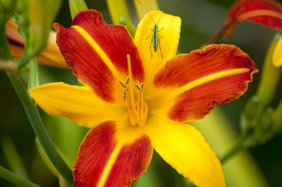 Close-up of day lily blooming outdoors