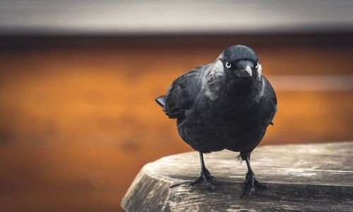 Close-up of crow perching on wood