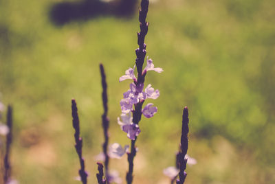 Close-up of purple flower