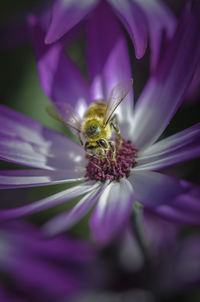 Close-up of bee pollinating on purple flower