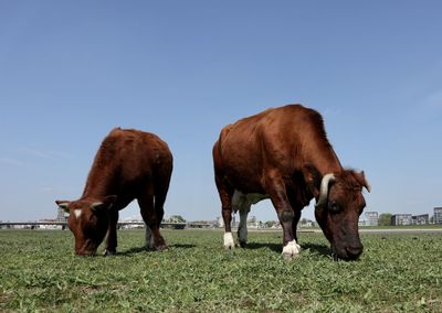 Cows grazing in a field