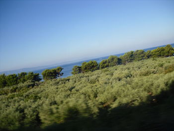 Scenic view of trees against clear sky