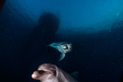 Dolphin swimming undersea