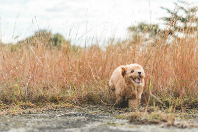 Puppy dog poodle running in the grass