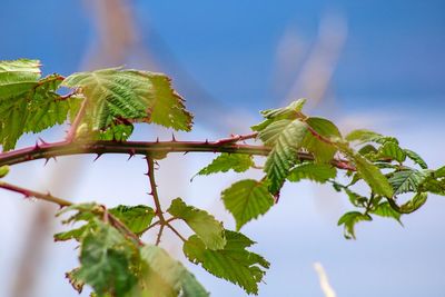 Close-up of fresh green plant against sky