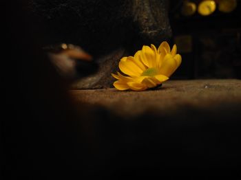 Close-up of honey bee on yellow flower