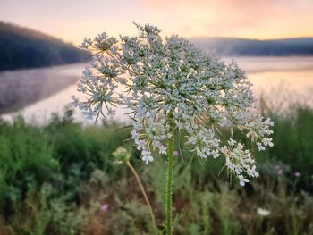 View of flowering plant against sky and lake  at dawn