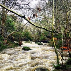 Stream flowing through rocks in forest