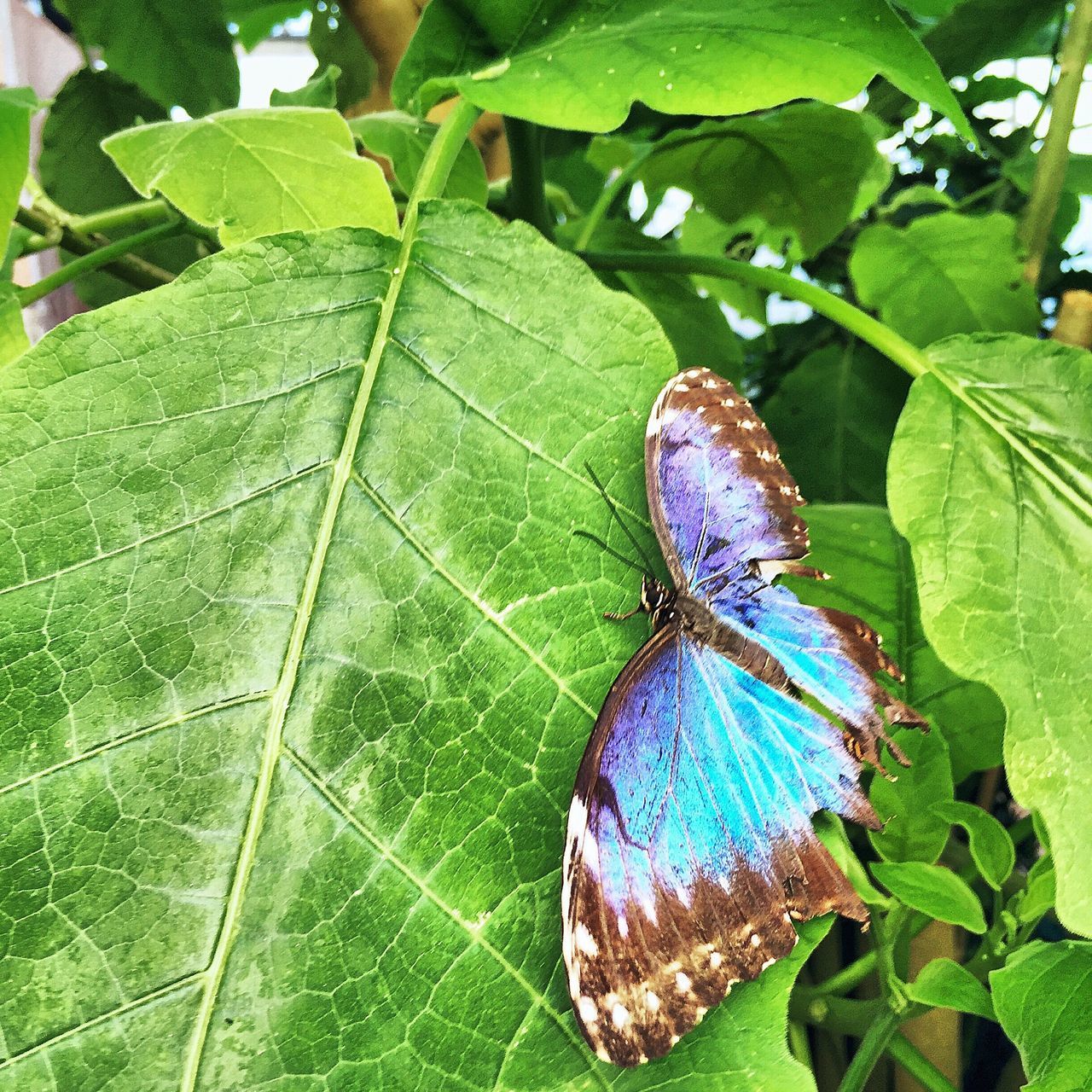 leaf, animals in the wild, animal themes, wildlife, one animal, insect, green color, natural pattern, butterfly - insect, close-up, nature, beauty in nature, plant, high angle view, butterfly, growth, outdoors, leaf vein, fragility, day