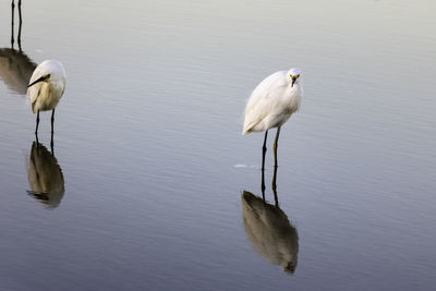 White duck on a lake