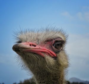 Close-up of a male ostrich ready to mate in oudtshoorn 