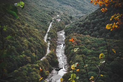 Scenic view of waterfall in forest