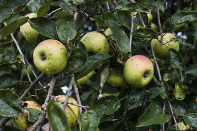 Close-up of apples on tree