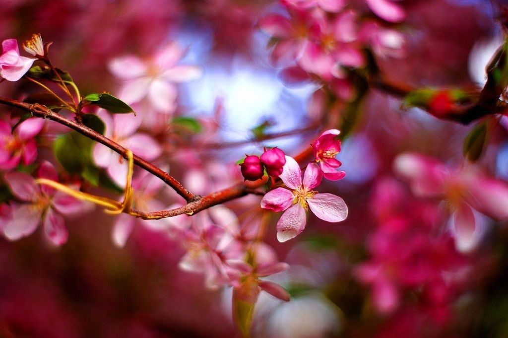 CLOSE-UP OF PINK CHERRY BLOSSOMS