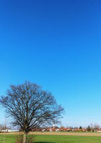 Trees on field against clear blue sky