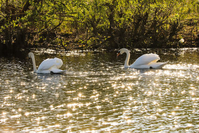 White swan floating on lake